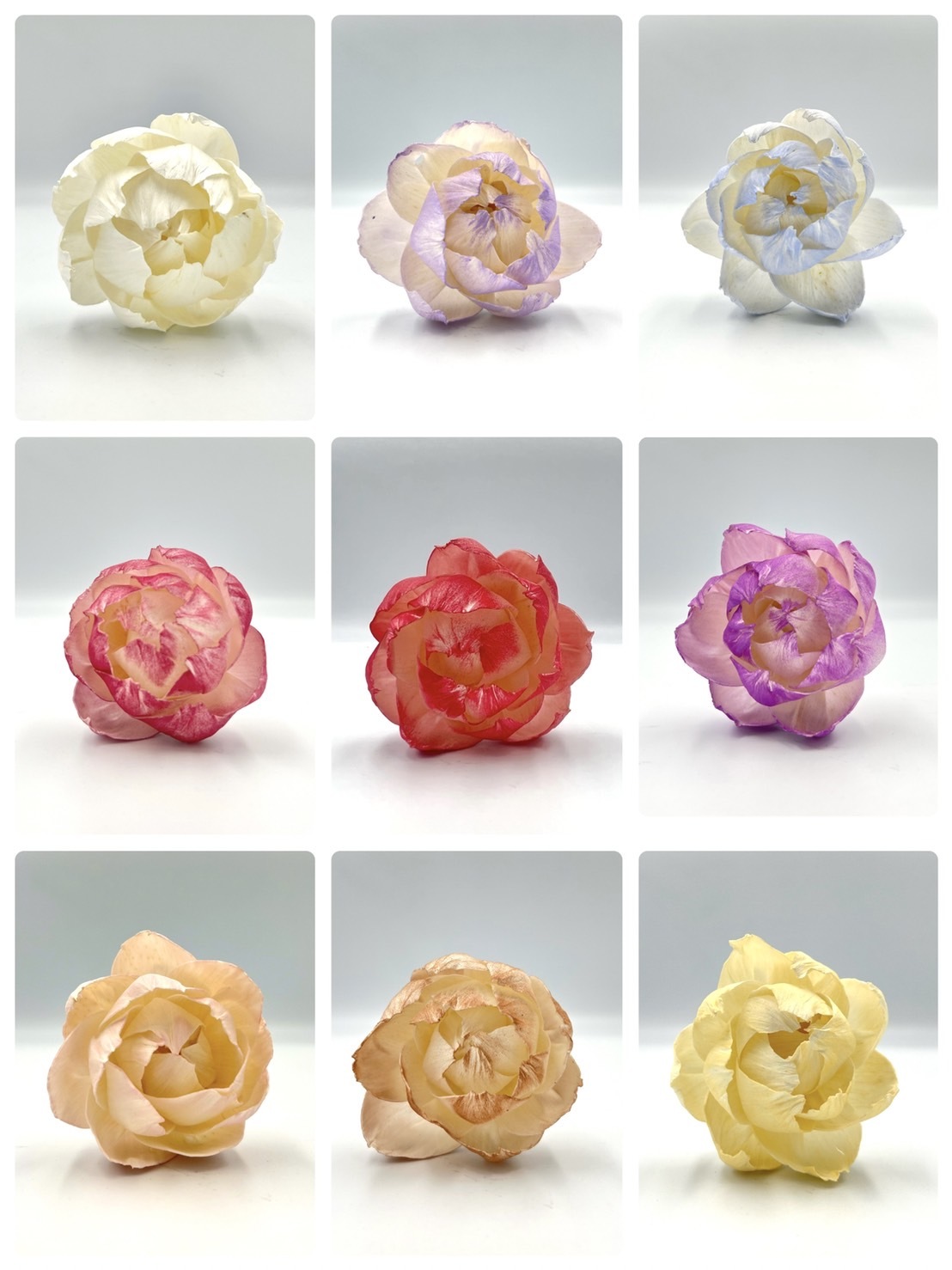 泰國索拉花 半開牡丹  6CM <十支一把> (高品質)