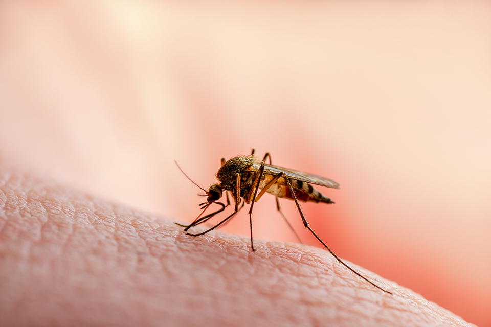 如何消滅家蚊？最有效的戶外滅蚊方法是滅蚊液/滅蚊藥嗎？