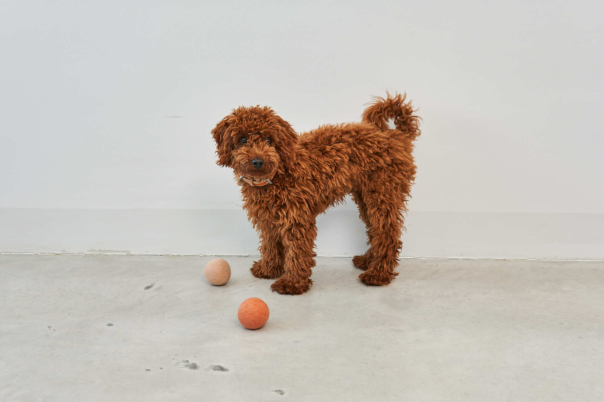 德國MiaCara｜Globo狗狗毛氈球（2入）