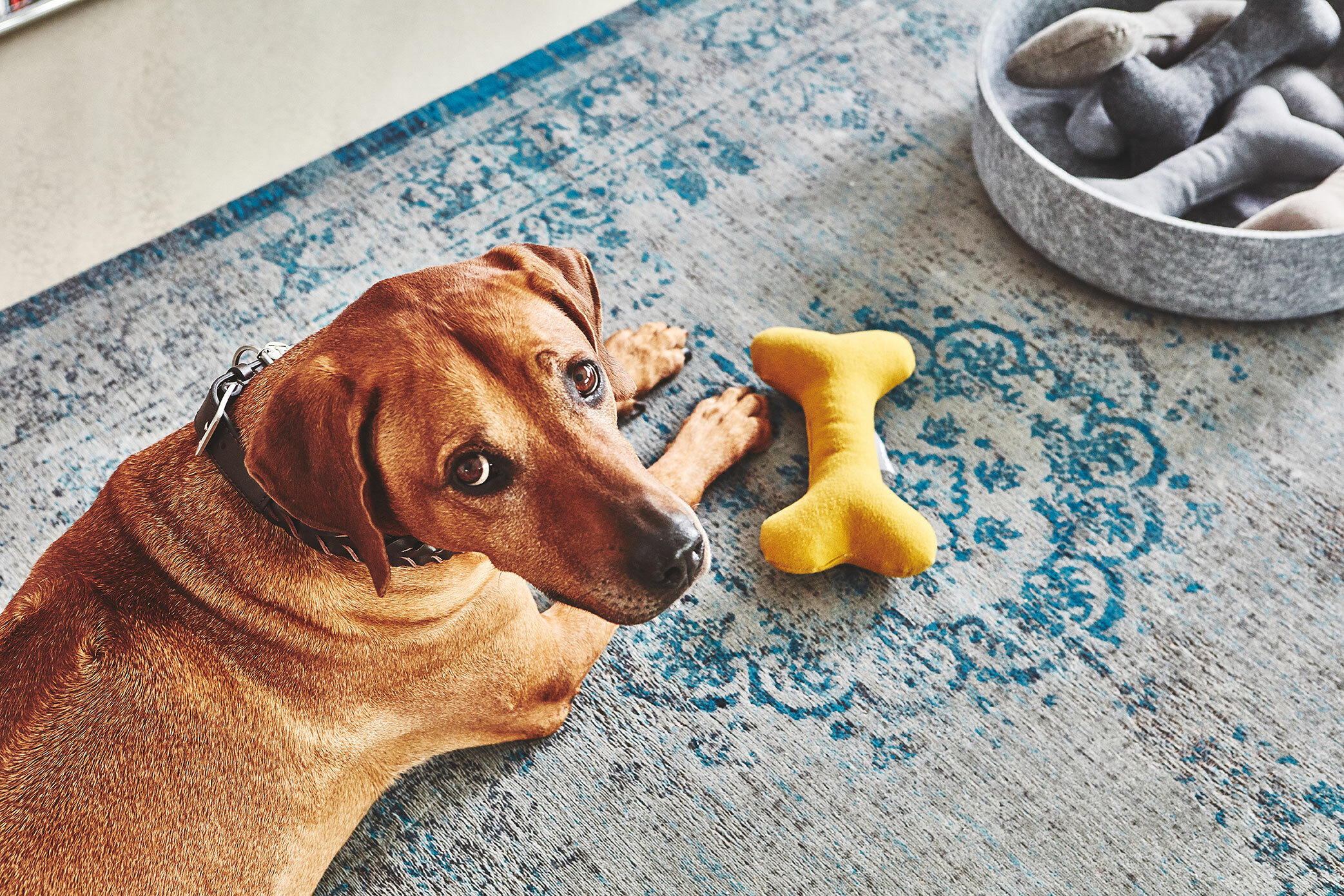 德國MiaCara Stella黃色骨頭玩具