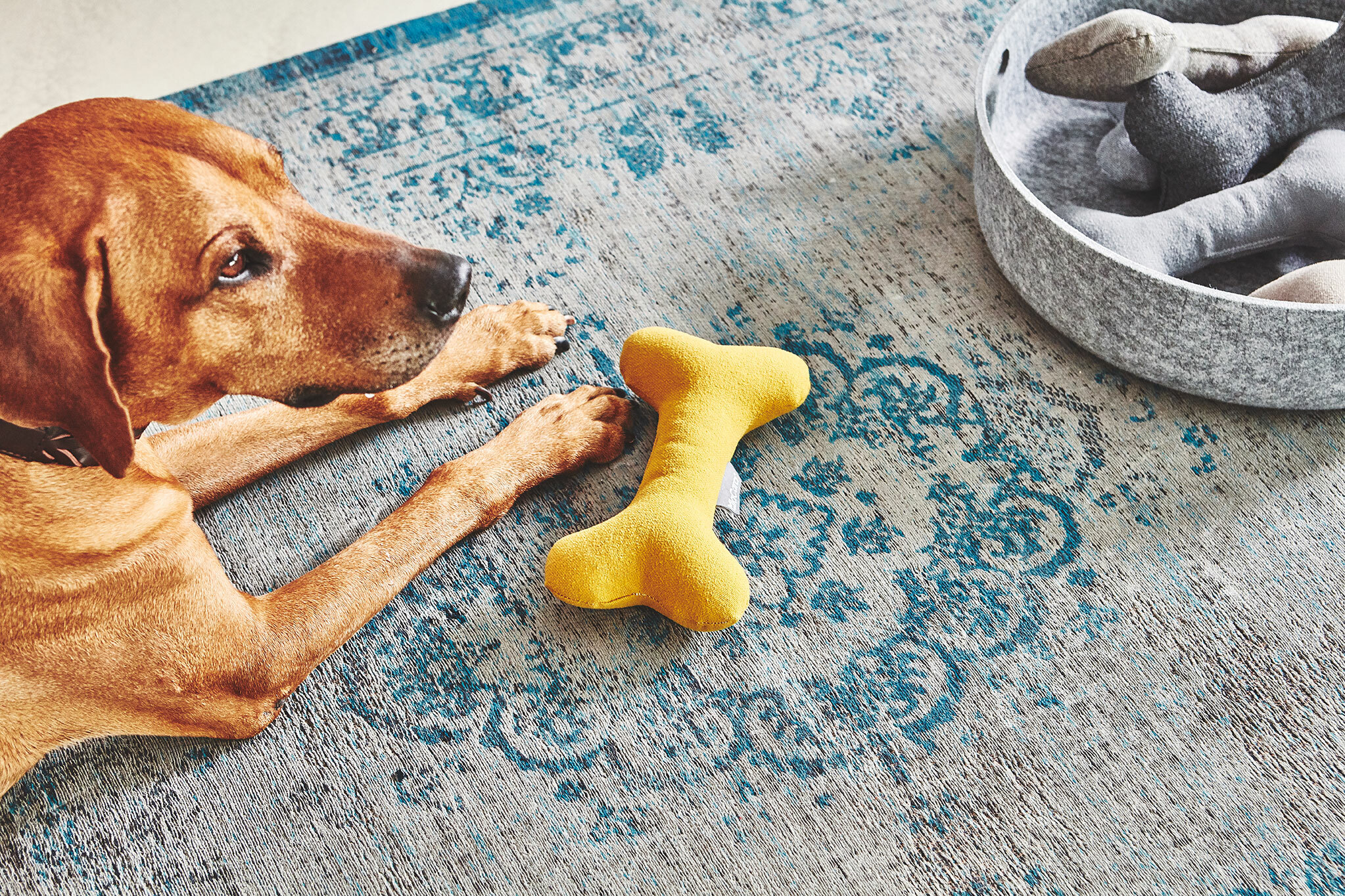 德國MiaCara Stella黃色骨頭玩具