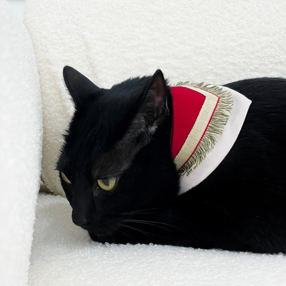 寵物領巾, 貓咪領巾, 狗狗領巾, 寵物配飾, 寵物服飾