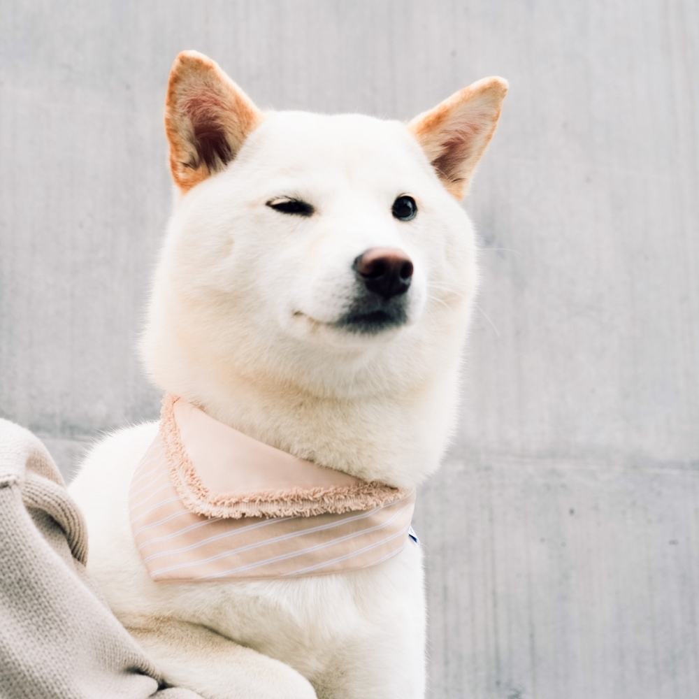 寵物領巾, 貓咪領巾, 狗狗領巾, 寵物配飾, 寵物服飾