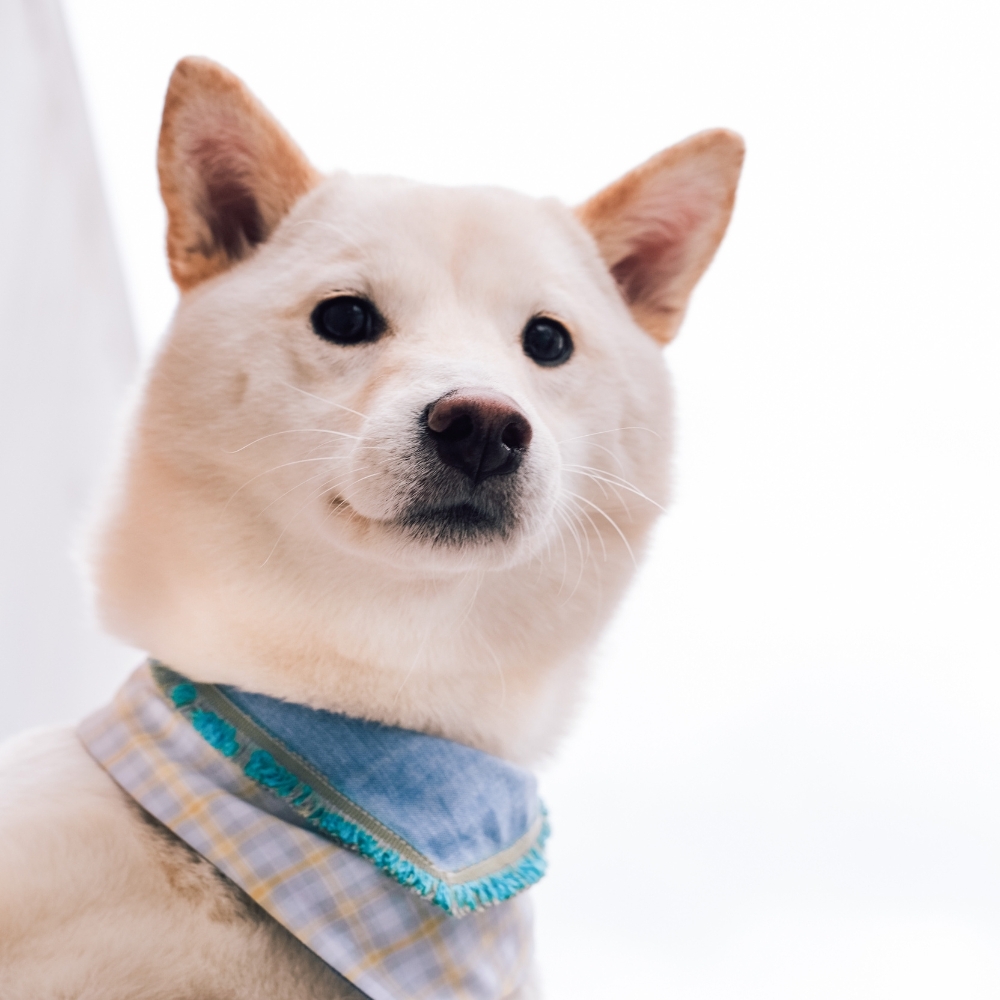 寵物領巾, 貓咪領巾, 狗狗領巾, 寵物配飾, 寵物服飾