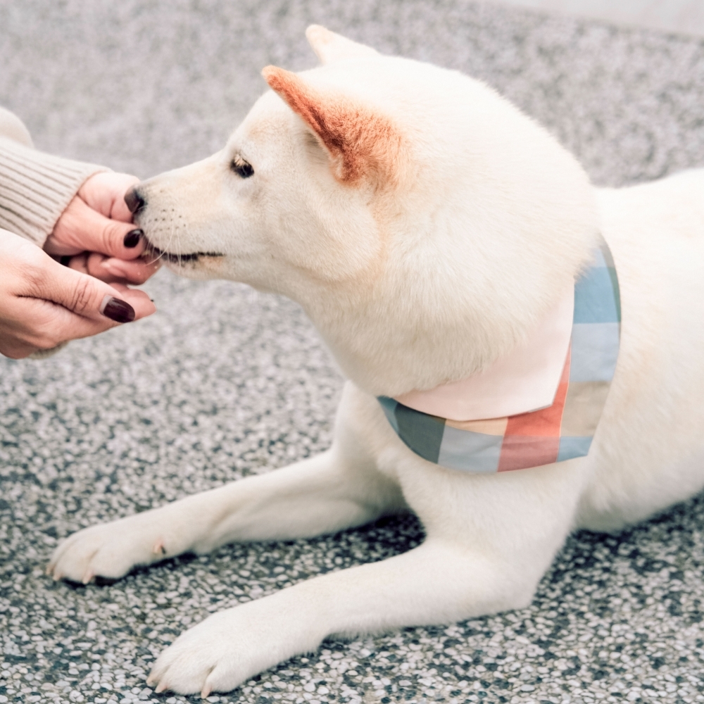 寵物領巾, 貓咪領巾, 狗狗領巾, 寵物配飾, 寵物服飾