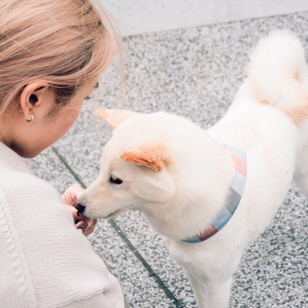 寵物領巾, 貓咪領巾, 狗狗領巾, 寵物配飾, 寵物服飾
