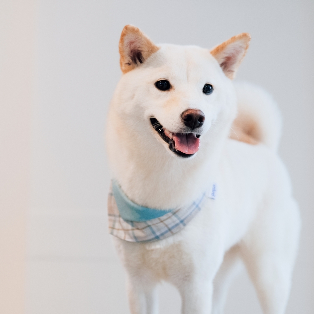 寵物領巾, 貓咪領巾, 狗狗領巾, 寵物配飾, 寵物服飾