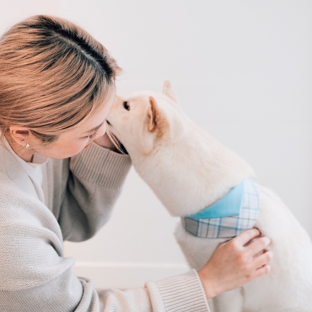 寵物領巾, 貓咪領巾, 狗狗領巾, 寵物配飾, 寵物服飾