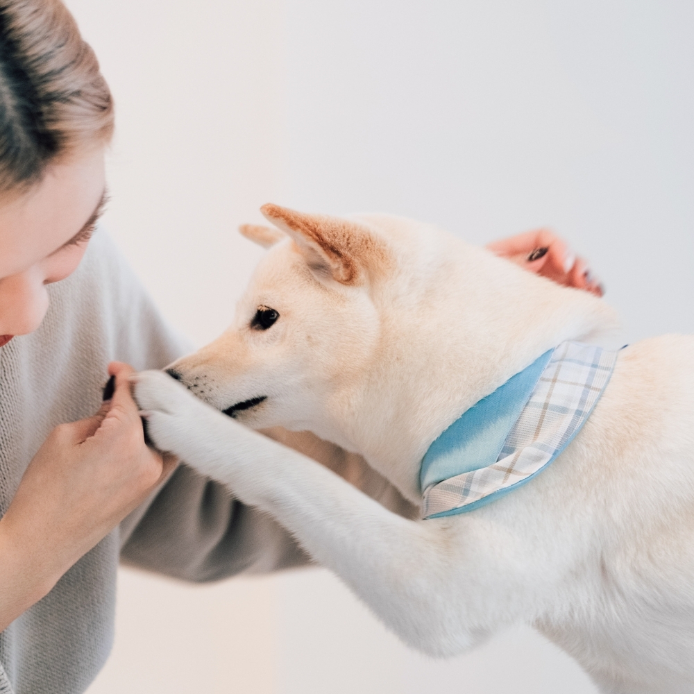 寵物領巾, 貓咪領巾, 狗狗領巾, 寵物配飾, 寵物服飾