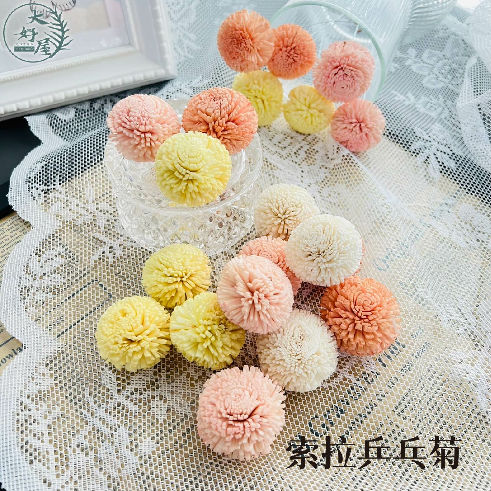 索拉_乒乓菊 (單顆)