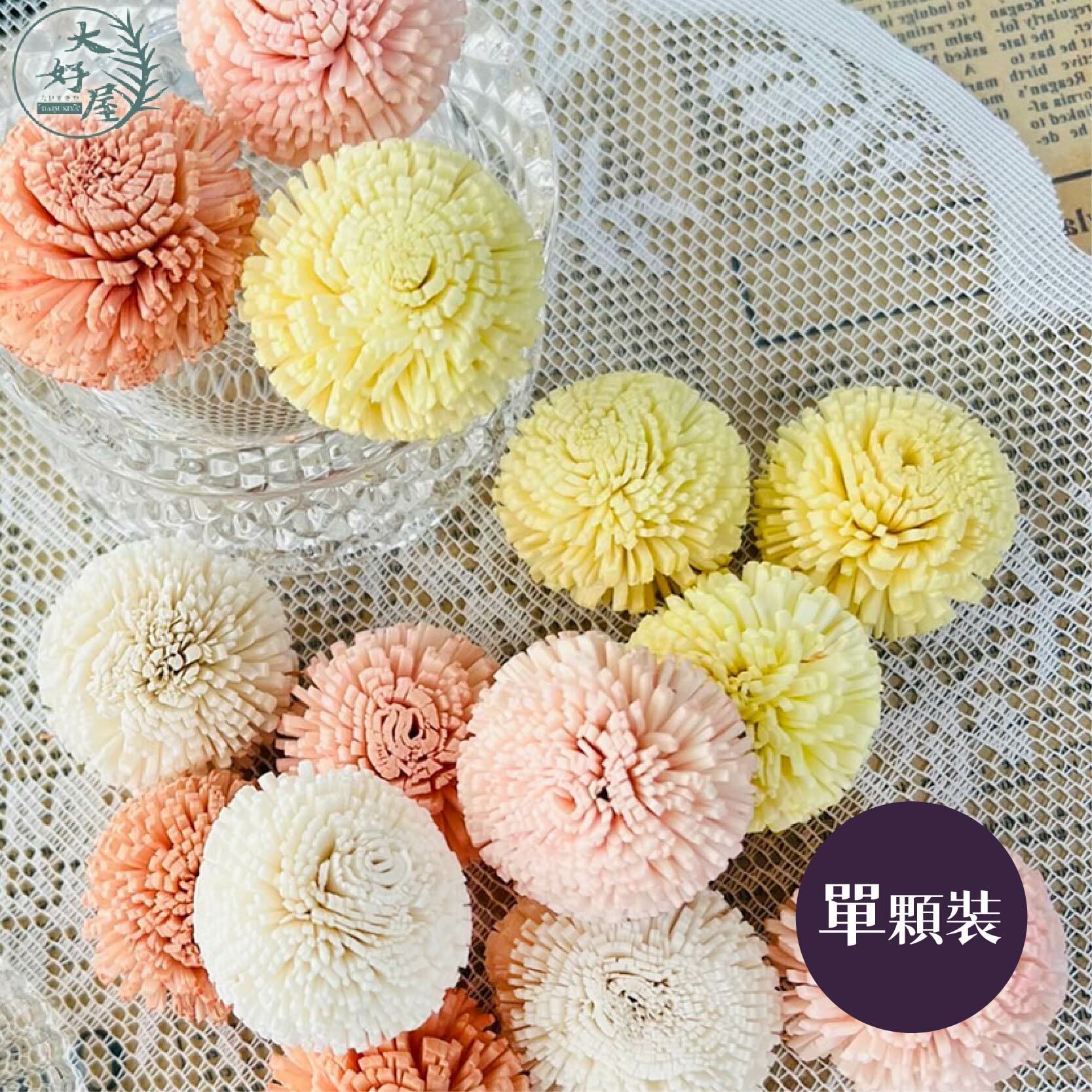 索拉_乒乓菊 (單顆)