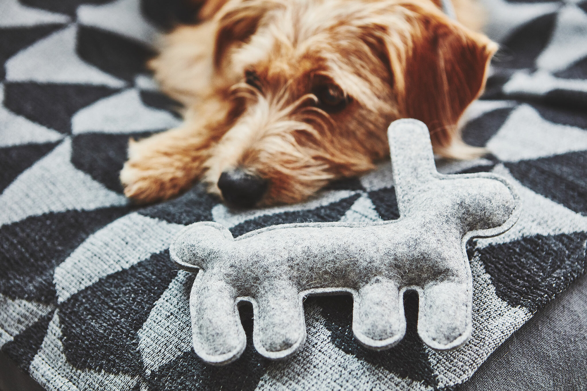 德國MiaCara Bosco毛氈玩偶 - 兔子