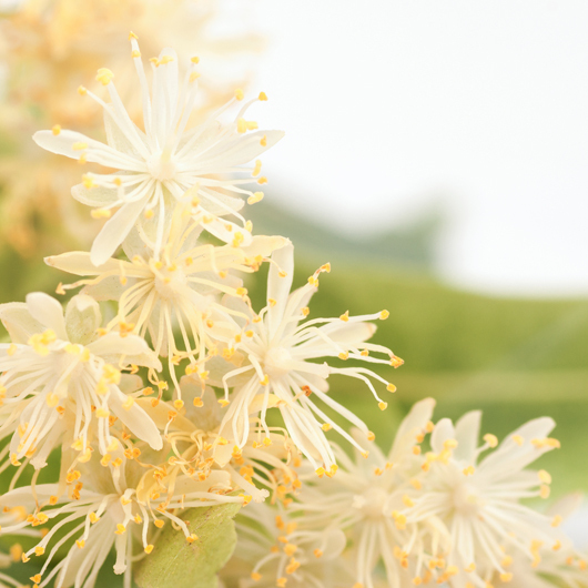 【SANDY BAY】Linden Flower 英國菩提花香氛