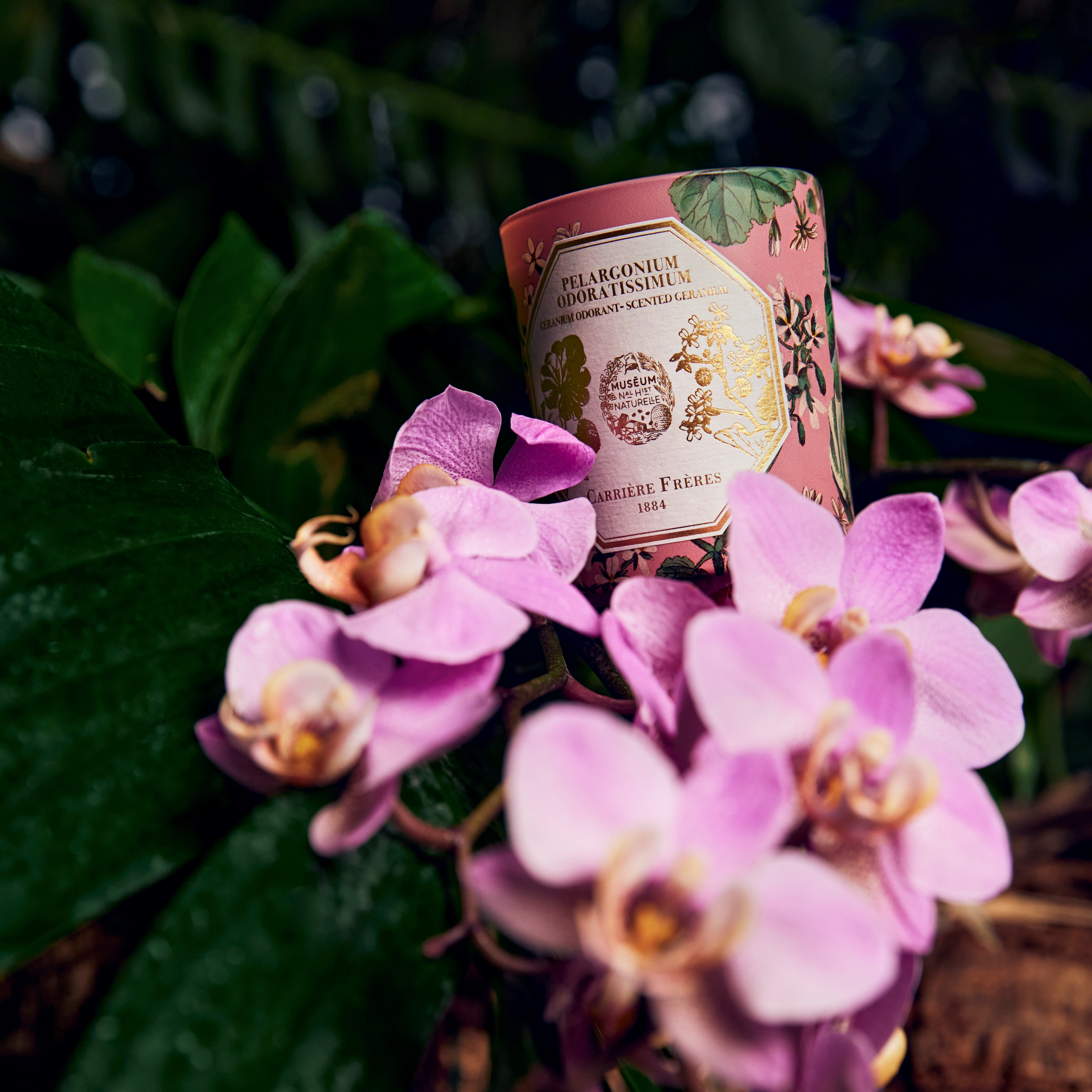 Carrière Frères 博物館系列 天竺葵香氛蠟燭