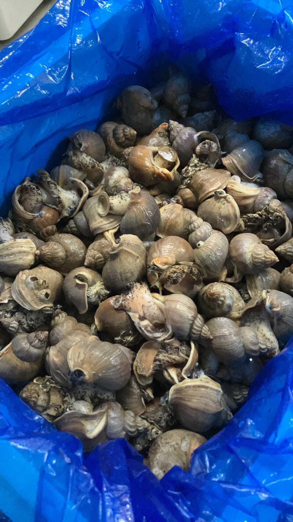 磯粒貝 約500g/份 【熟食用 不可生食】