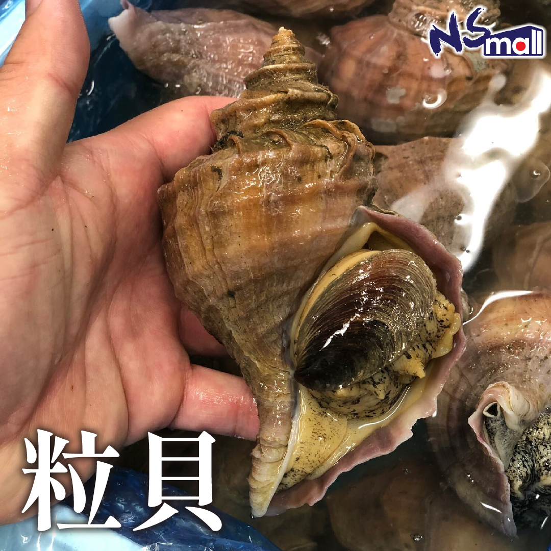 粒貝(海螺) 約300-400g/隻