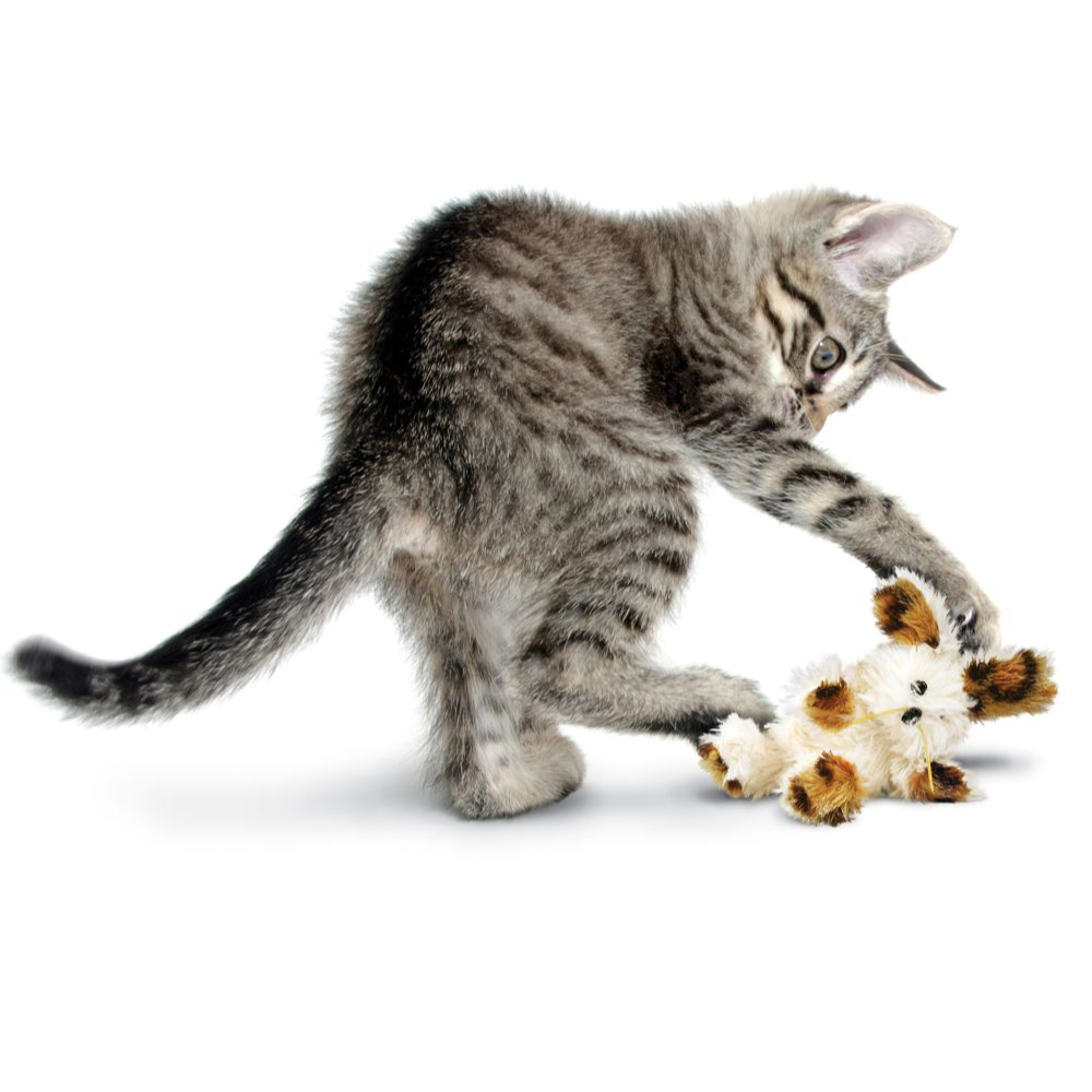 KONG | 貓咪拼布熊玩具