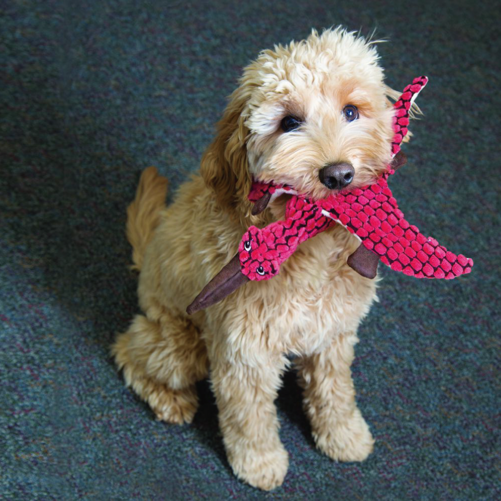 KONG | 侏羅紀恐龍系列