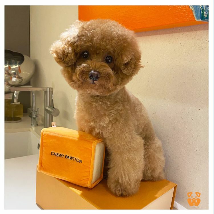 Pawty - 小橘盒發聲玩具