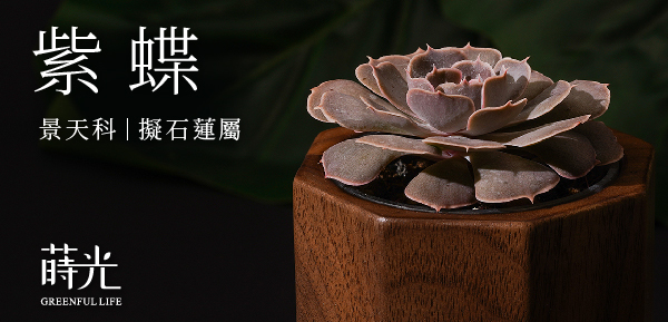 紫色系多肉介紹紫蝶擬石蓮花屬