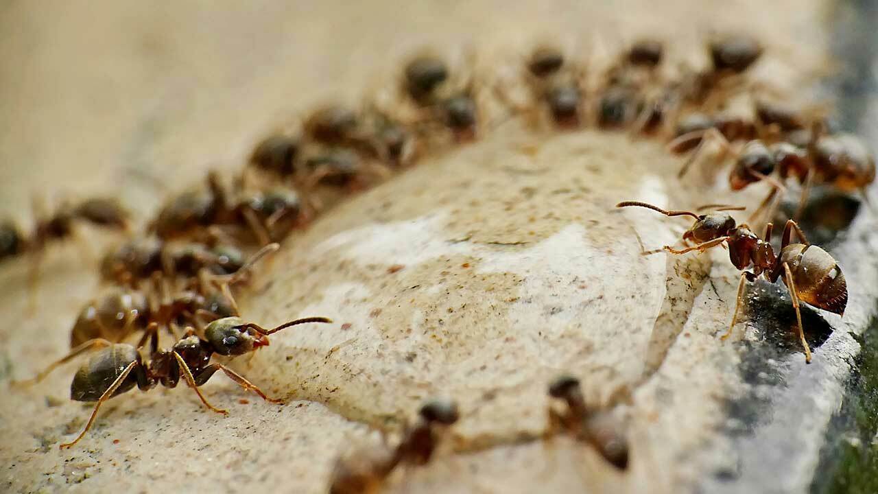 螞蟻為什麼怕硼砂？有其他螞蟻藥推薦嗎？