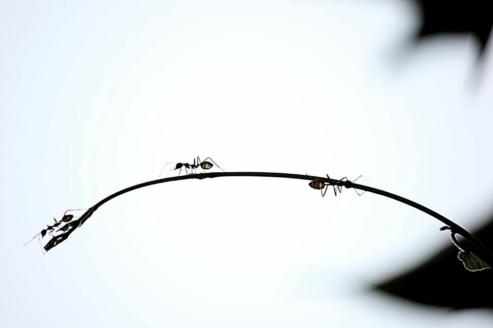 螞蟻怕什麼味道？螞蟻怕酒精或漂白水嗎？消滅螞蟻大軍就看這篇！