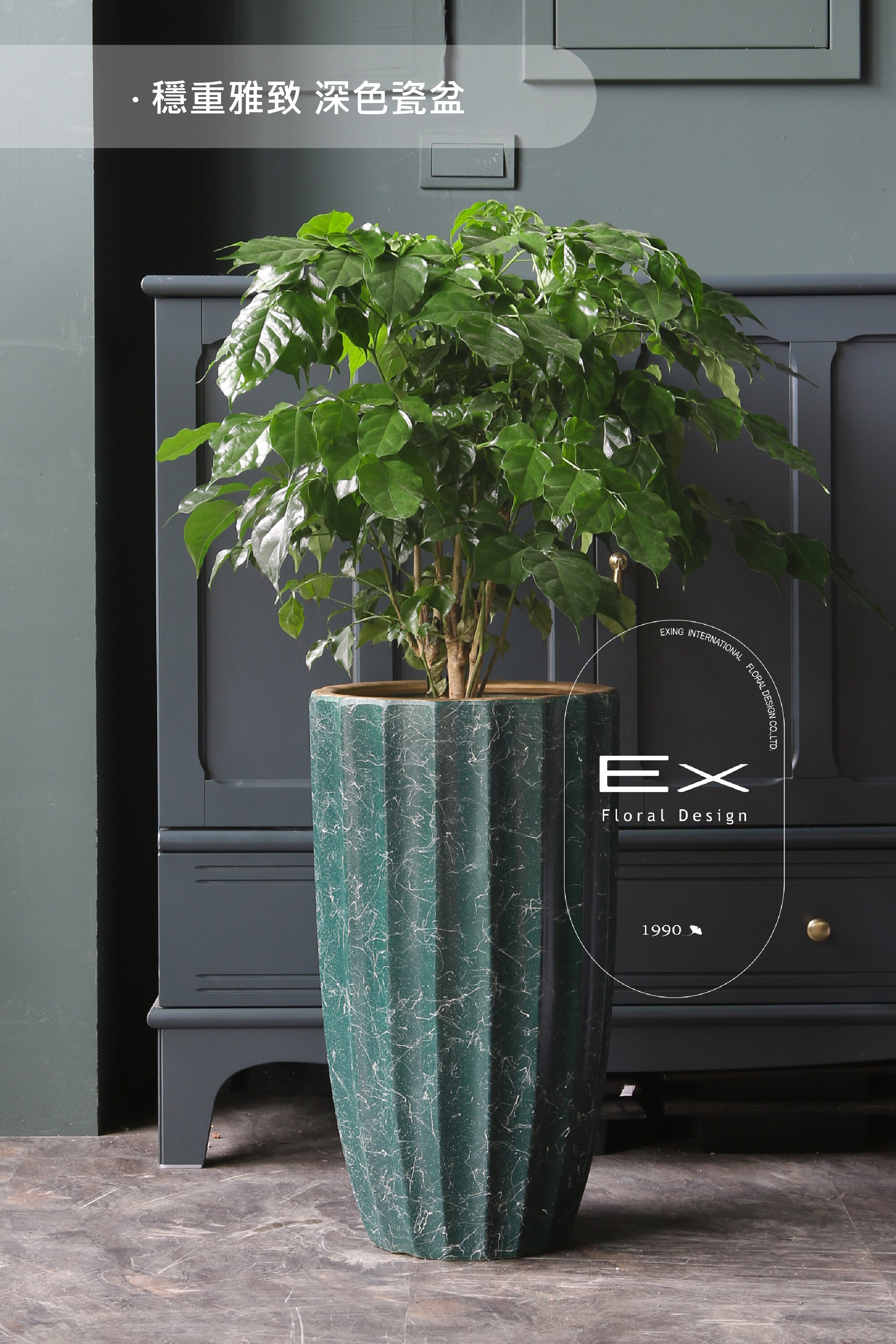 旺旺樹 Radermachera hainanensis｜好運旺旺 易照顧的進財樹