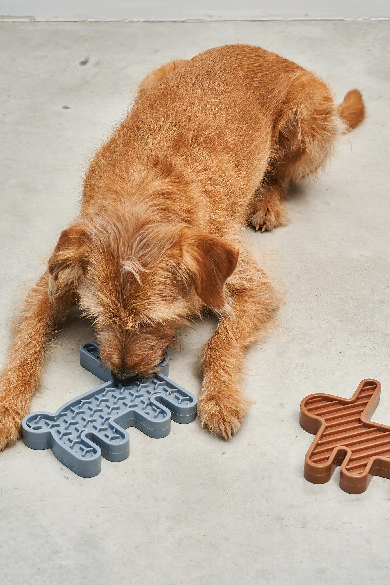 德國MiaCara Lepre雙面慢食器（兔）