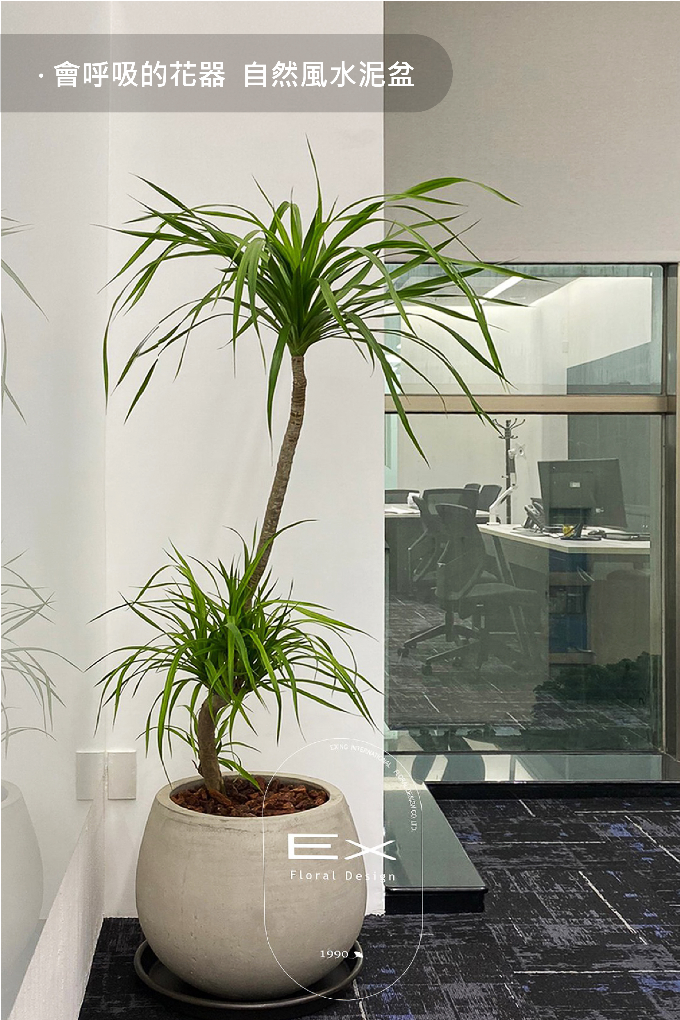 落地型 ‧ 龍血樹 Dracaena｜姿態優雅 益壽延年