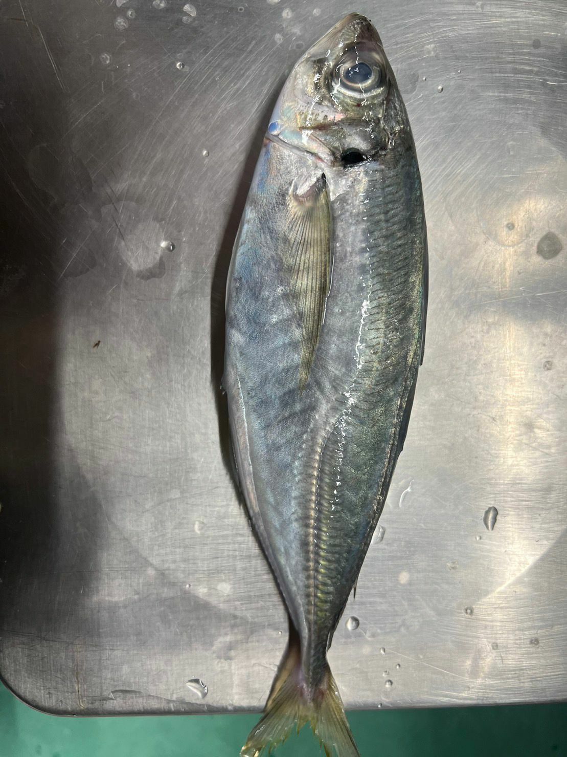 鮮鰺 (池魚) -- 每條