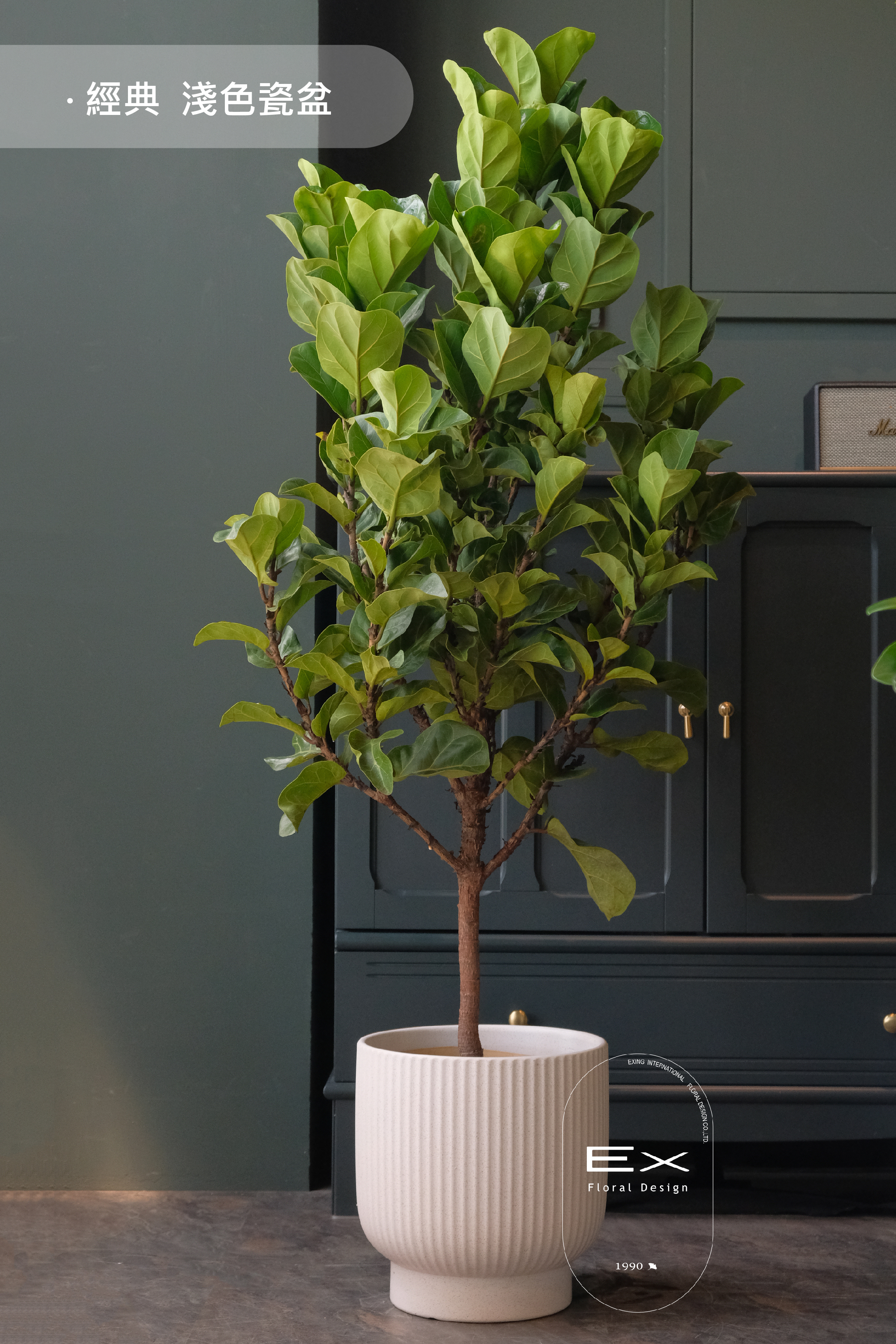 落地型 · 琴葉蓉 Ficus pandurata｜居家綠植 歐式古典的提琴家