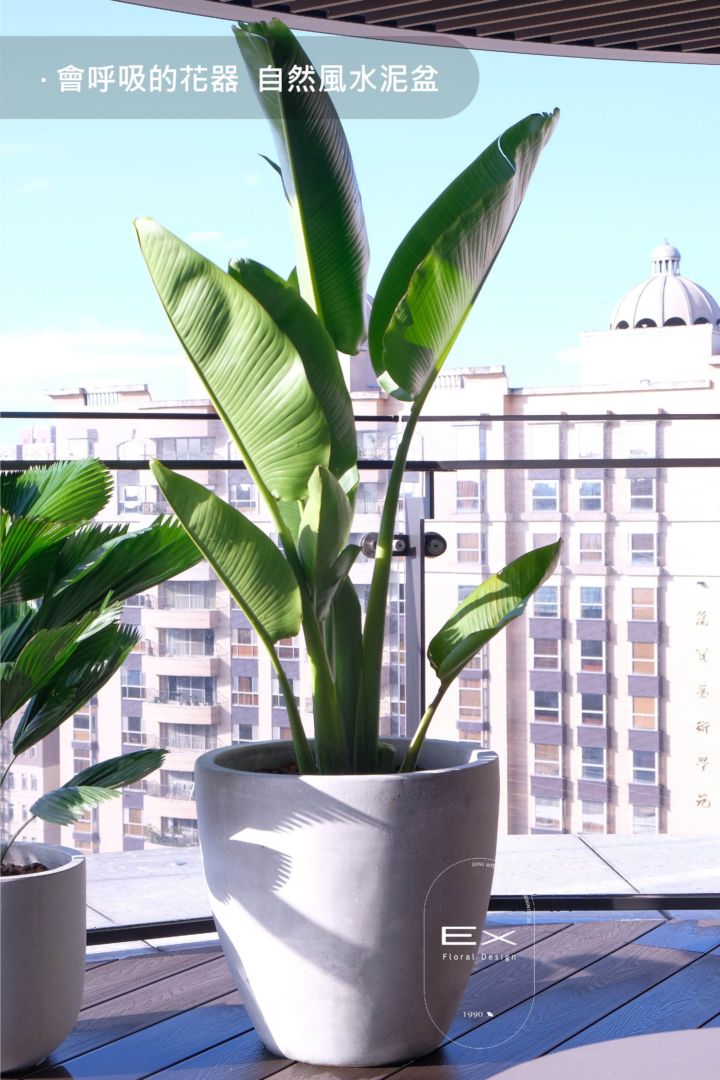 落地型 B款 ‧ 天堂鳥 Strelitzia reginae｜室內植物 熱帶南洋風