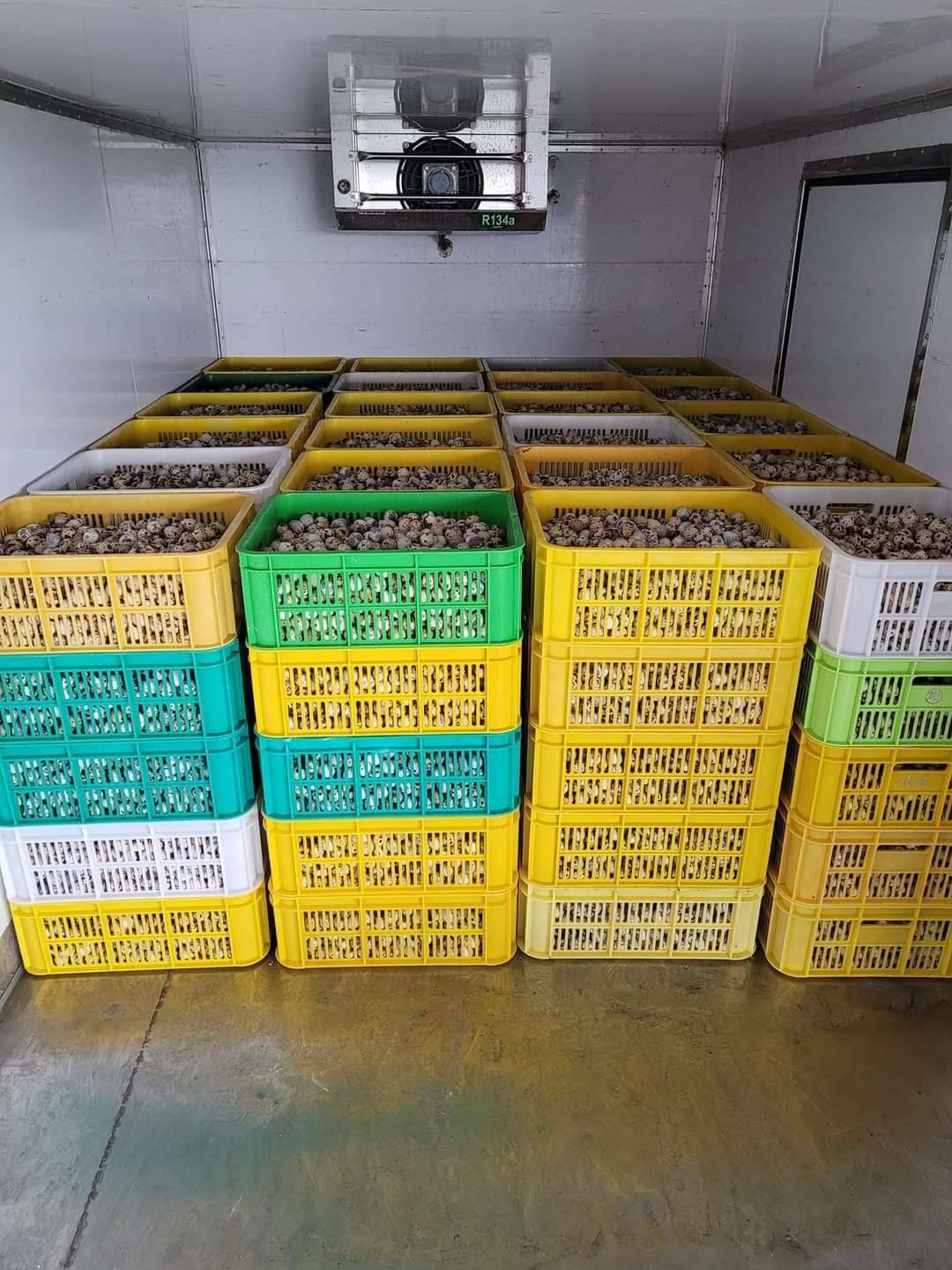 (批發) 特選新鮮鵪鶉蛋、鳥蛋｜牧場直送