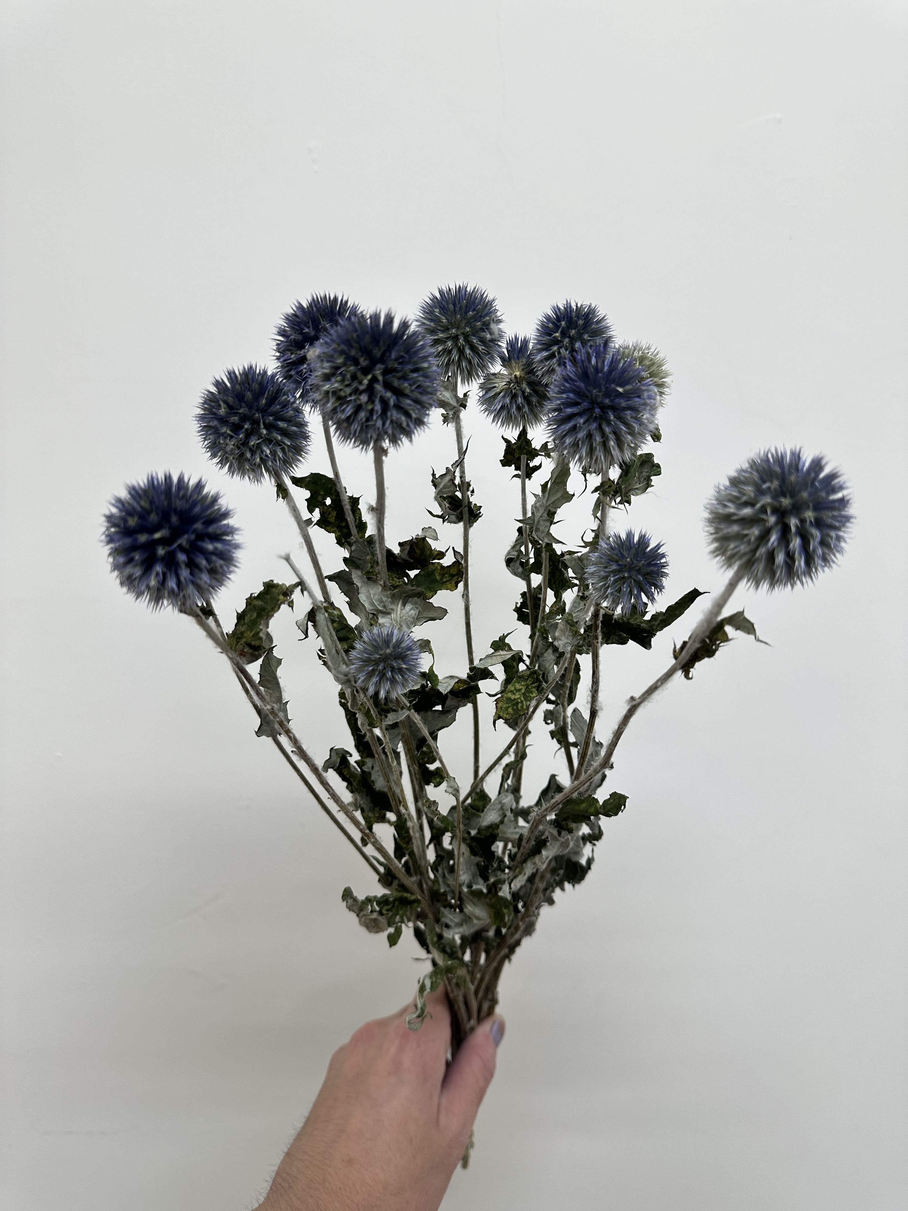 荷蘭乾燥山防風