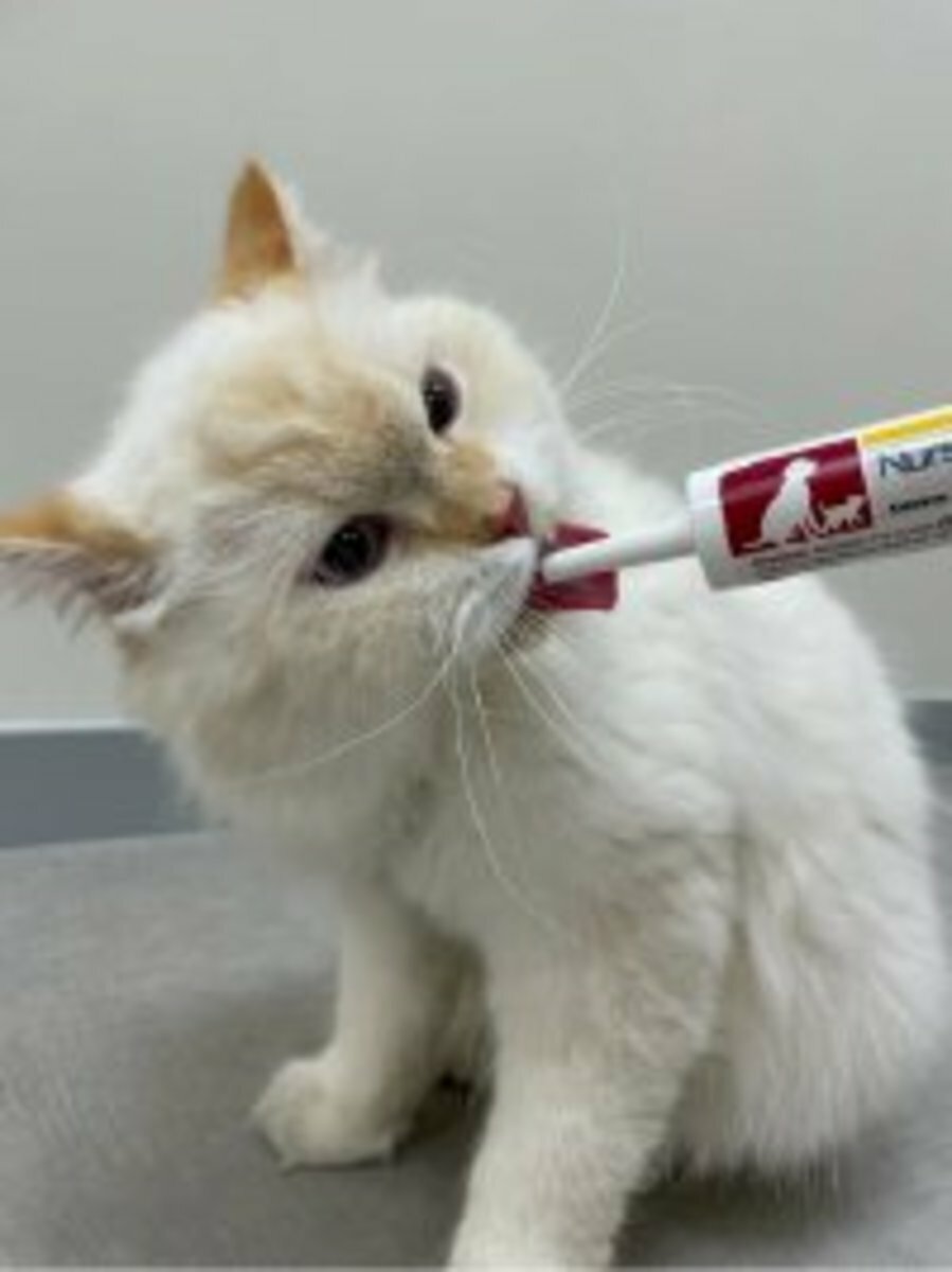 奶滋味 NurseMate - 牛初乳營養膏 15ml [貓犬用]