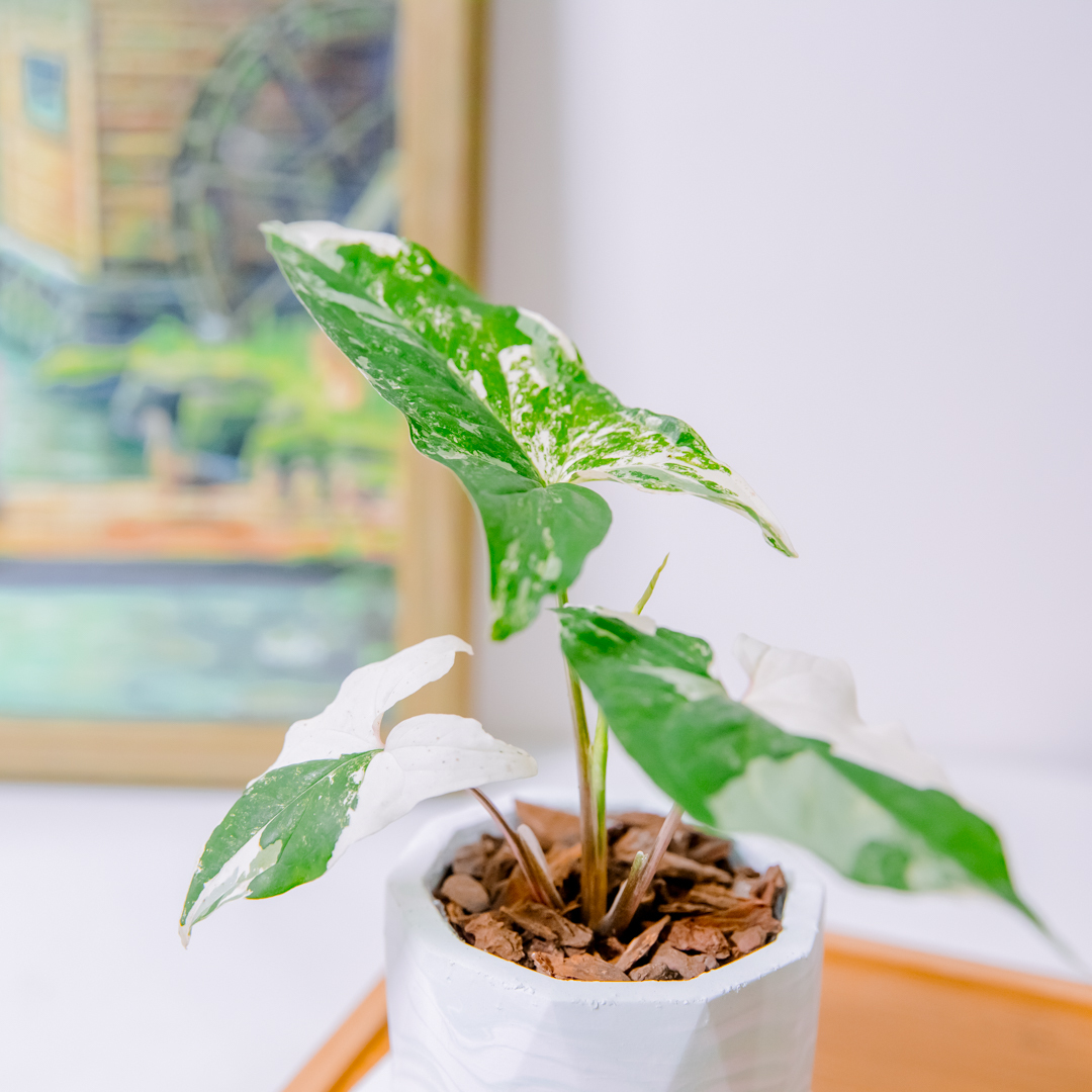 『3寸』大理石/白斑合果芋｜小型尺寸｜自選盆器
