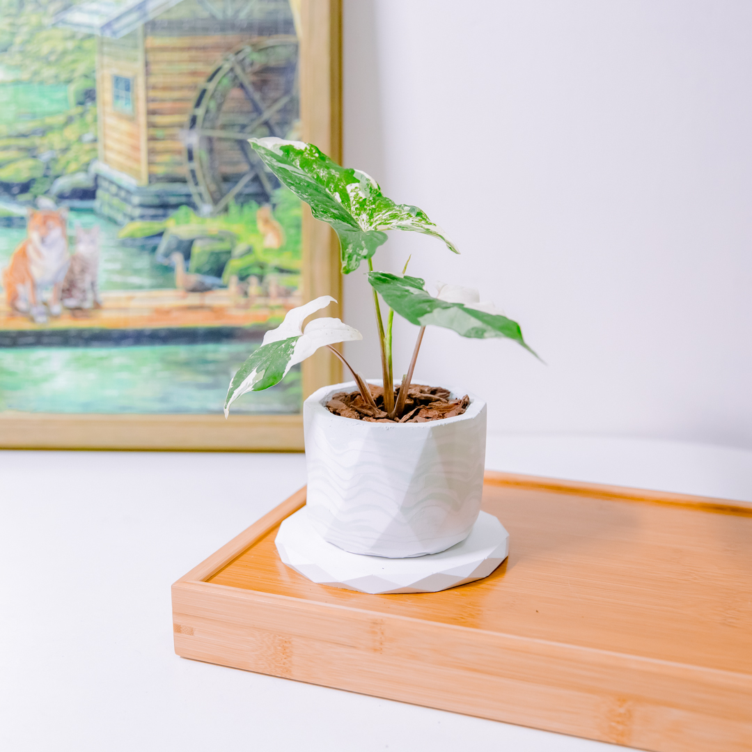 『3寸』大理石/白斑合果芋｜小型尺寸｜自選盆器