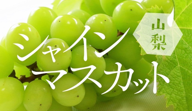 凝聚香甜！連皮一起享用的無籽「麝香葡萄」！