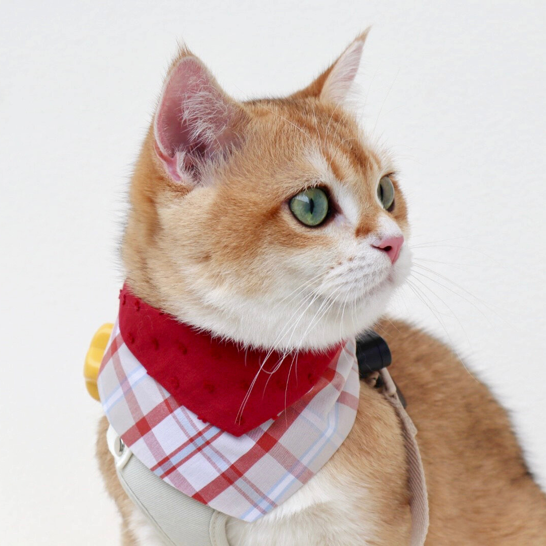 寵物領巾, 貓咪領巾, 狗狗領巾