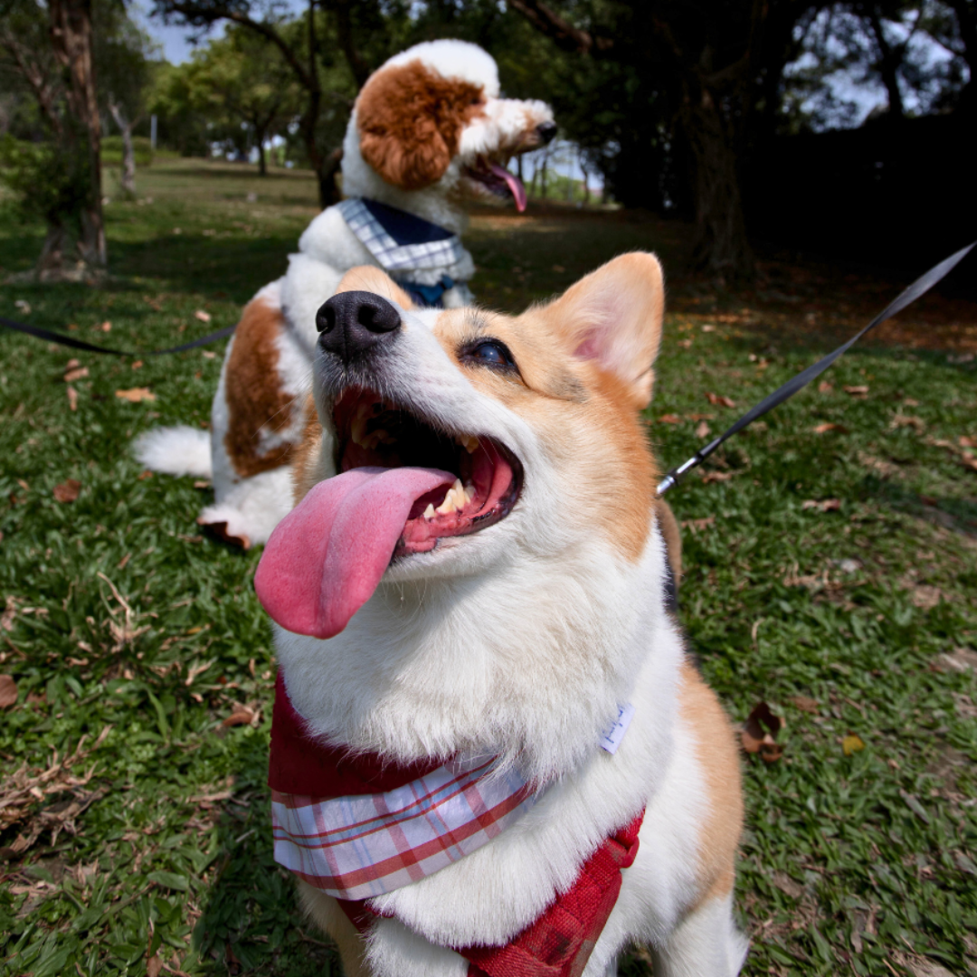 寵物領巾, 貓咪領巾, 狗狗領巾