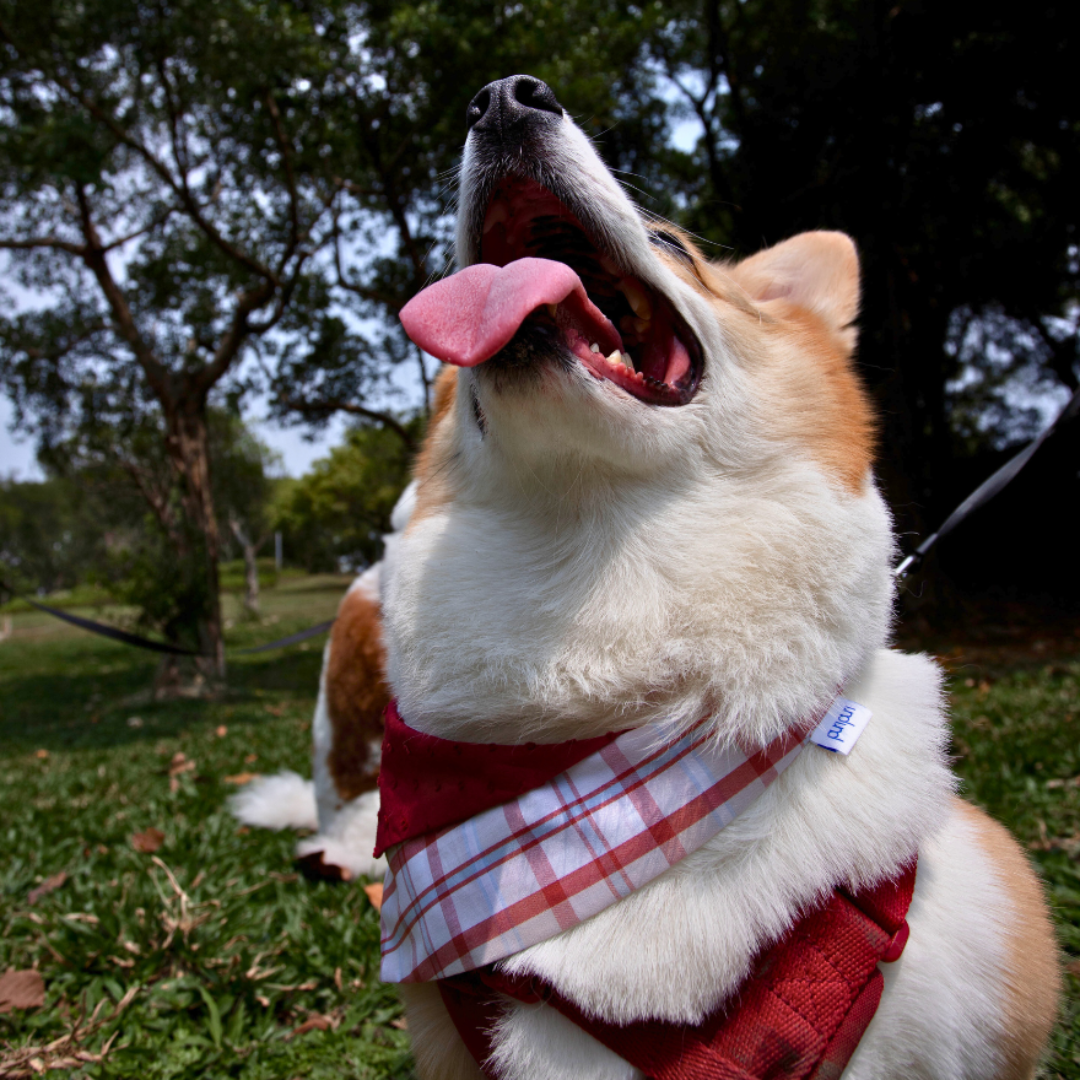 寵物領巾, 貓咪領巾, 狗狗領巾