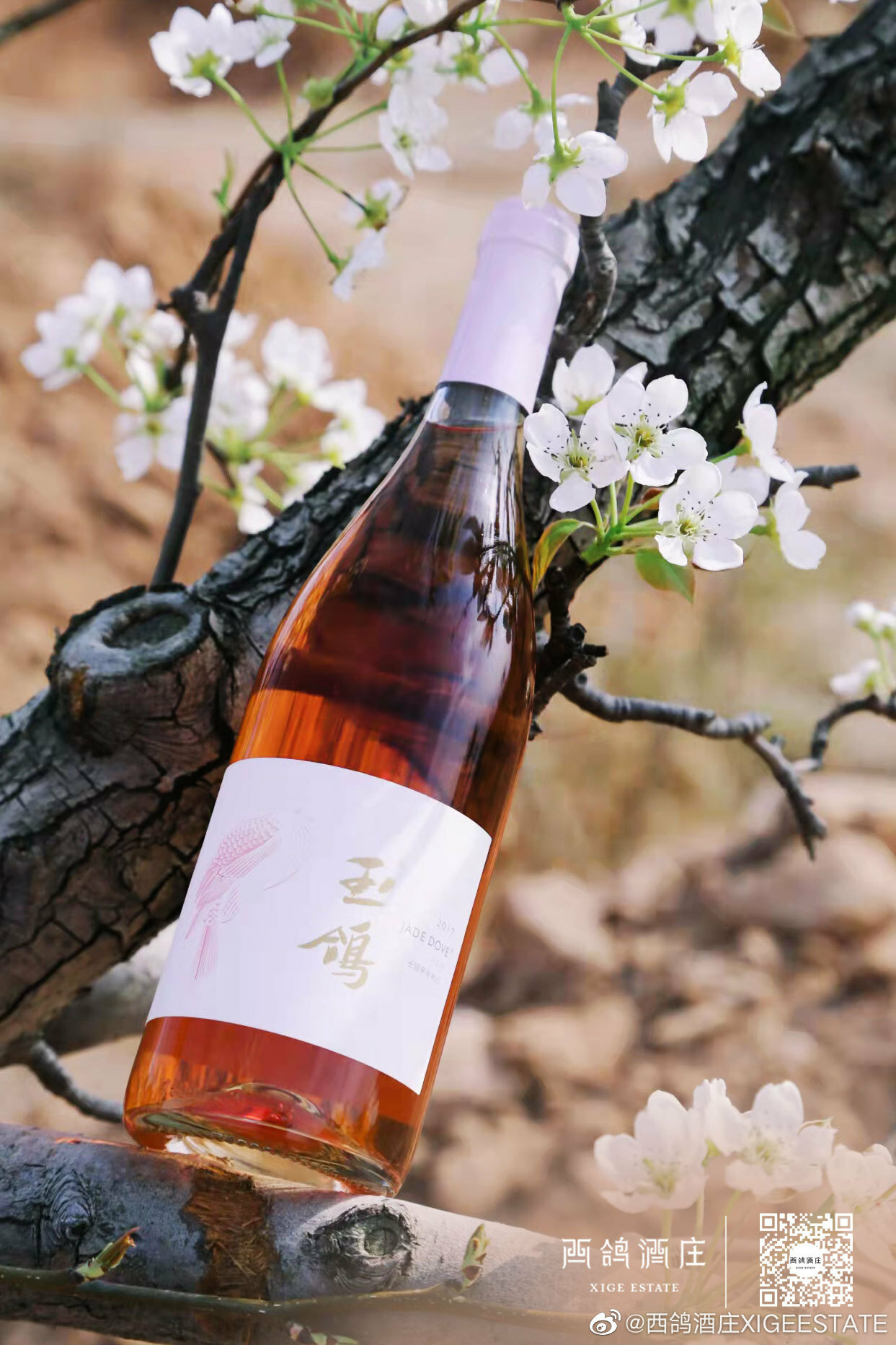 玉鴿® 國際糸列桃红葡萄酒 2019