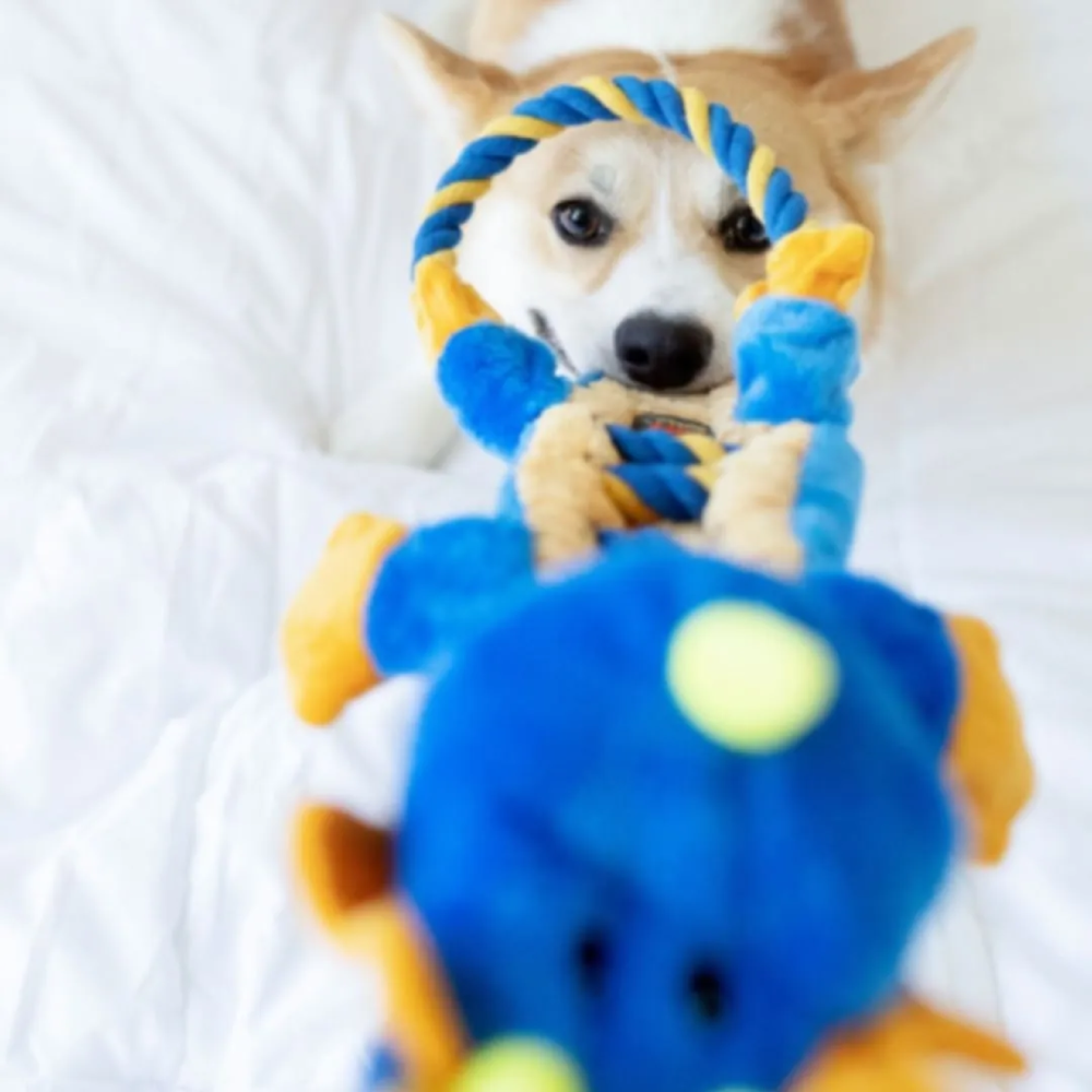 CharmingPet | Ropes-A-Go-Go▸