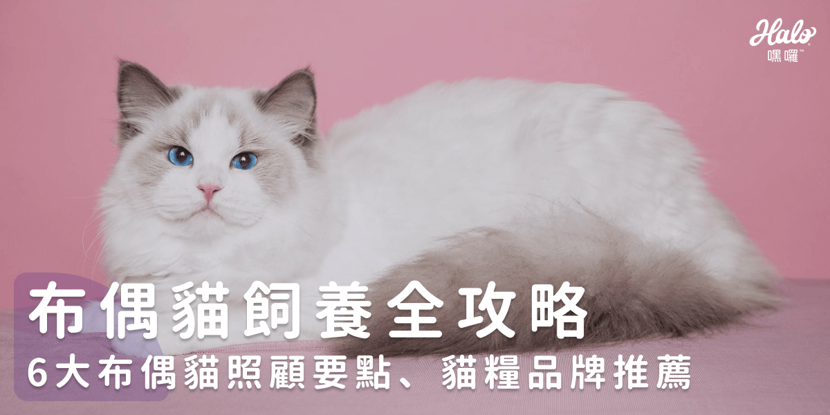 布偶貓餵養全攻略｜6大布偶貓照片需要點、貓糧品牌推薦
