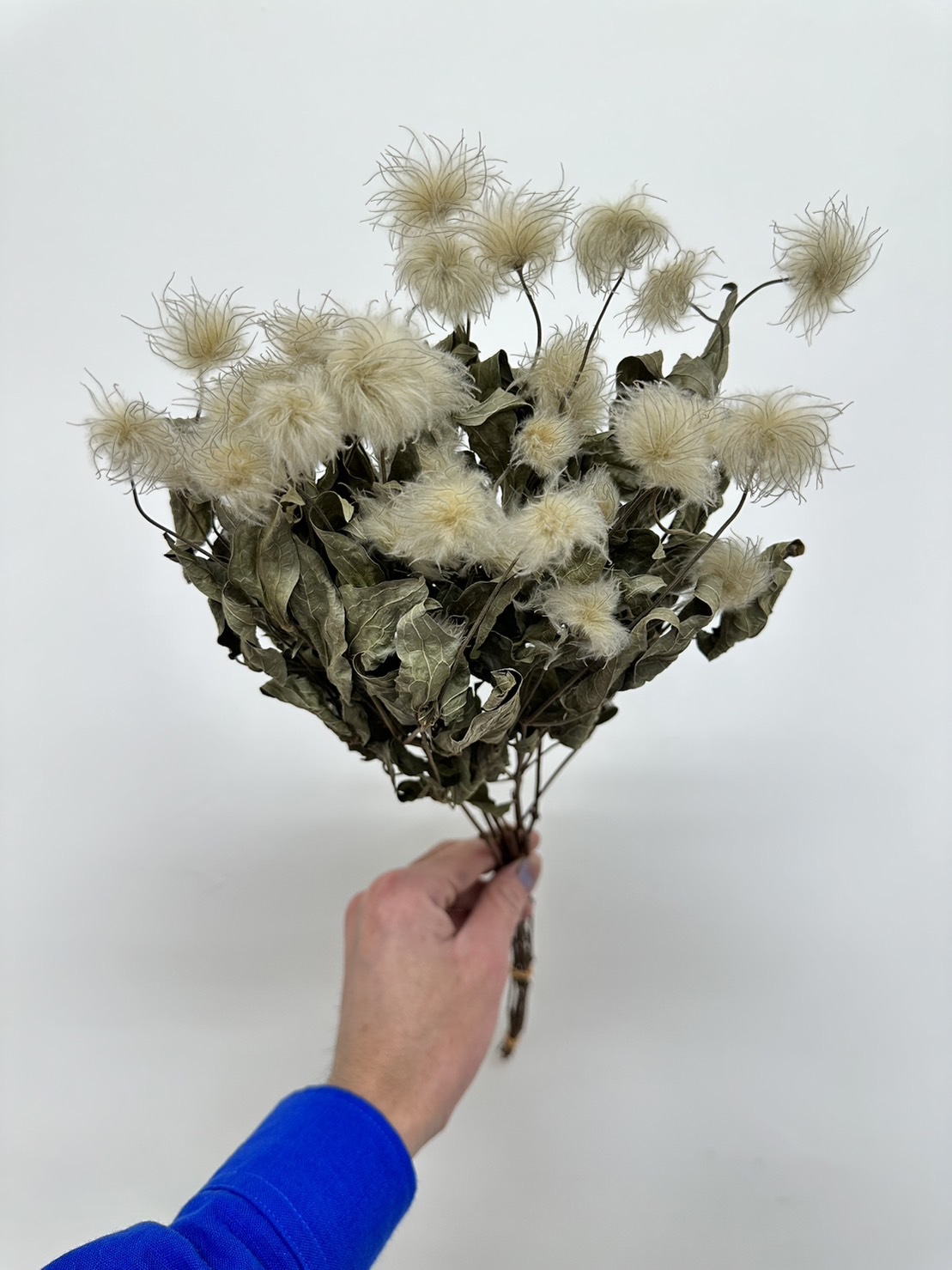 荷蘭乾燥鐵線蓮果實