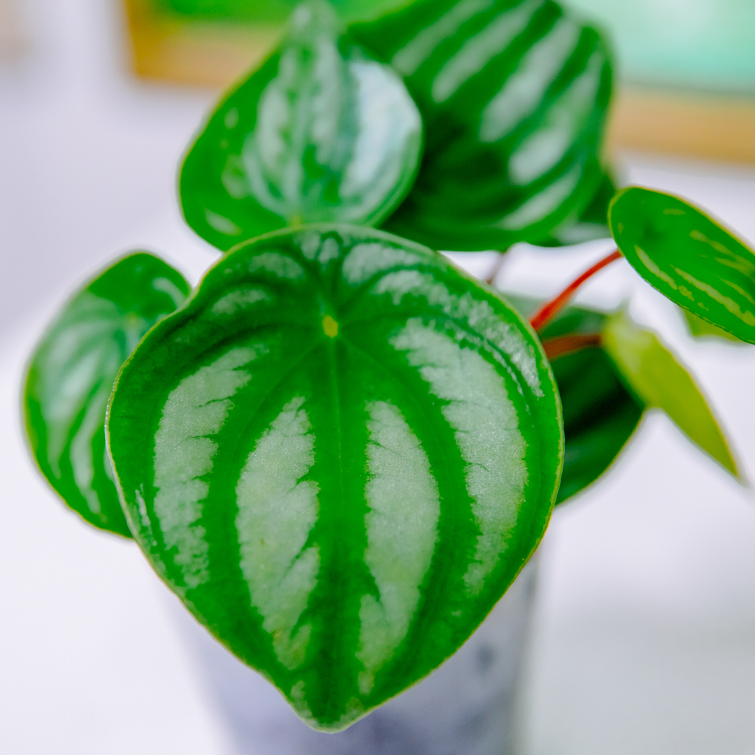 『3寸』小西瓜皮椒草｜小型尺寸｜自選盆器
