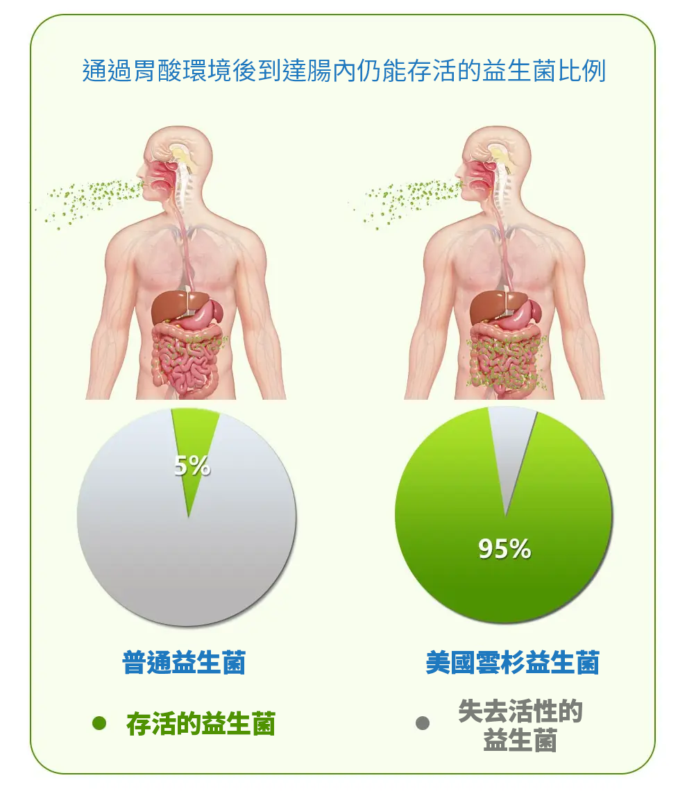【 Spruce Nutrition 】10 + 12 配方 強效綜合益生菌｜Digestive Health｜14 包裝（美國原裝行貨）