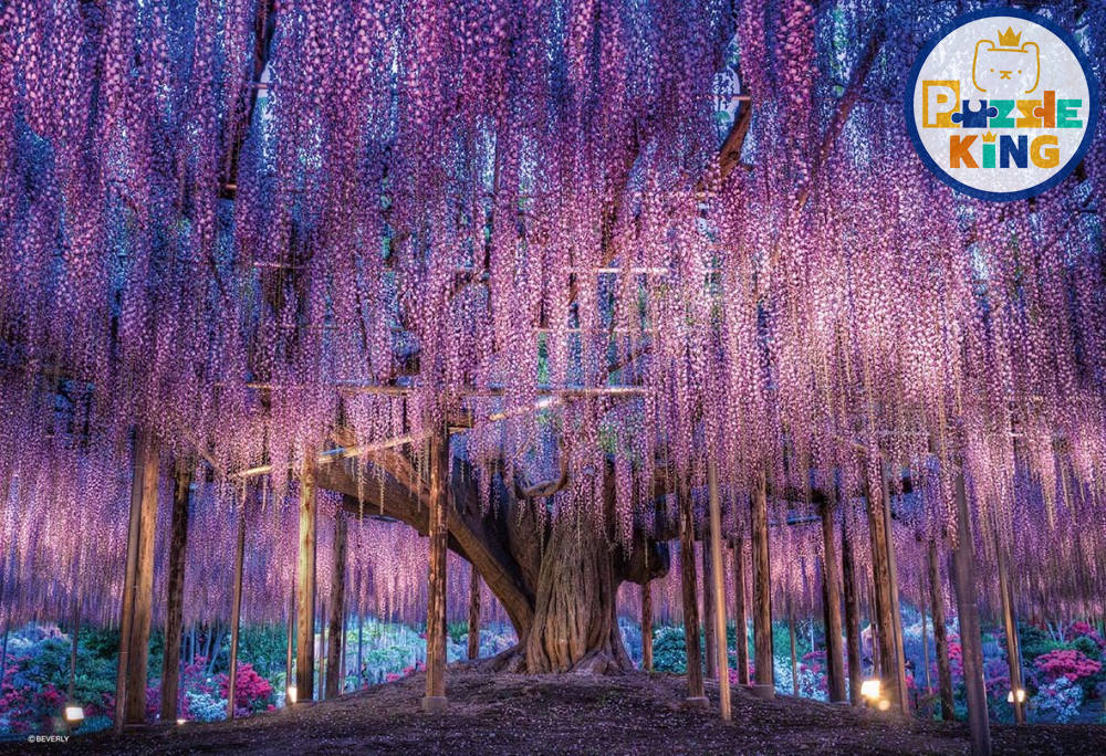 日本風光-藤花幻想 (絕版)