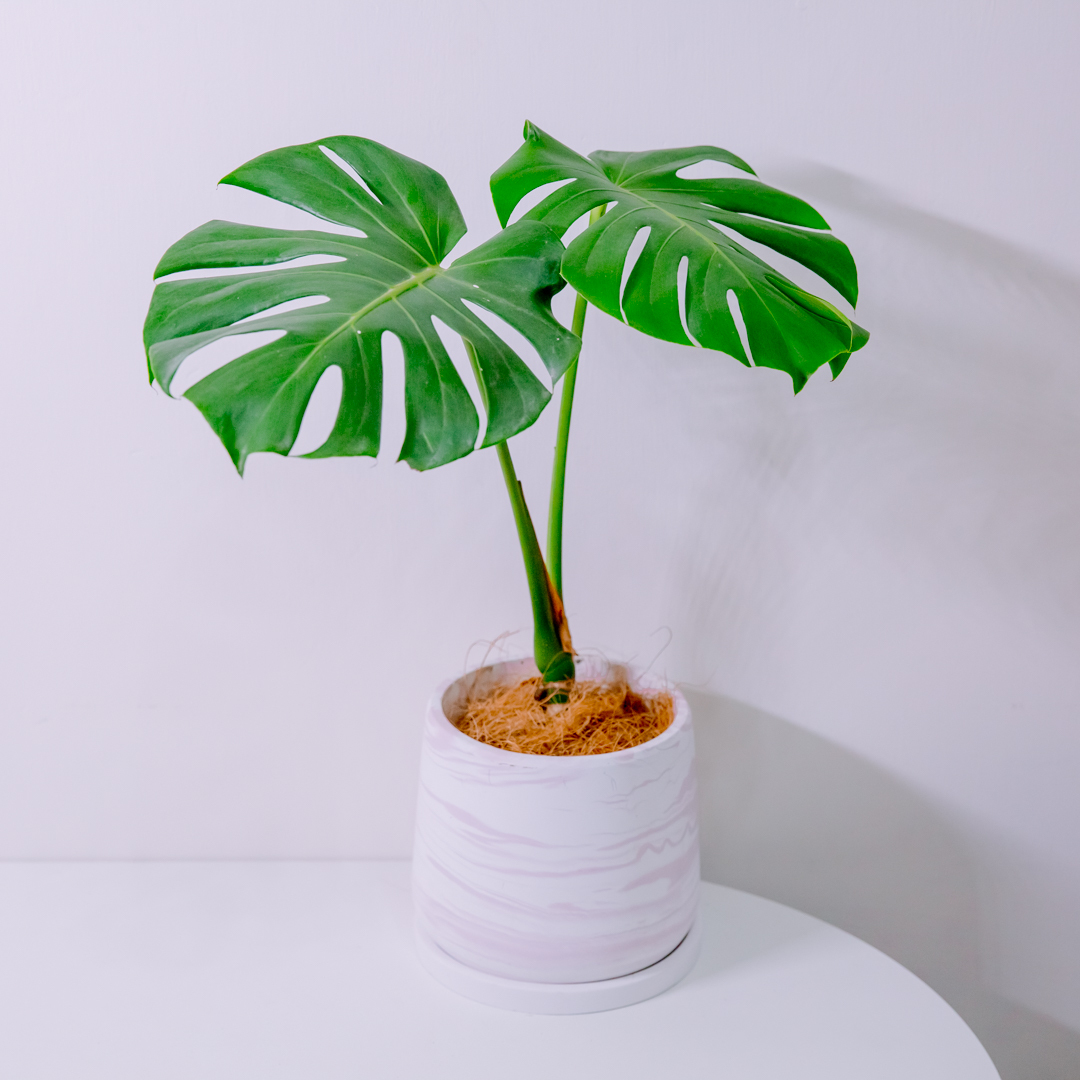 『6寸』龜背芋｜中型尺寸｜自選盆器