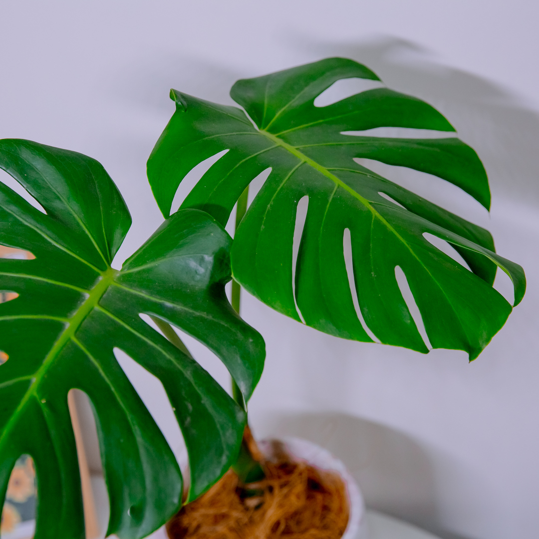 『6寸』龜背芋｜中型尺寸｜自選盆器